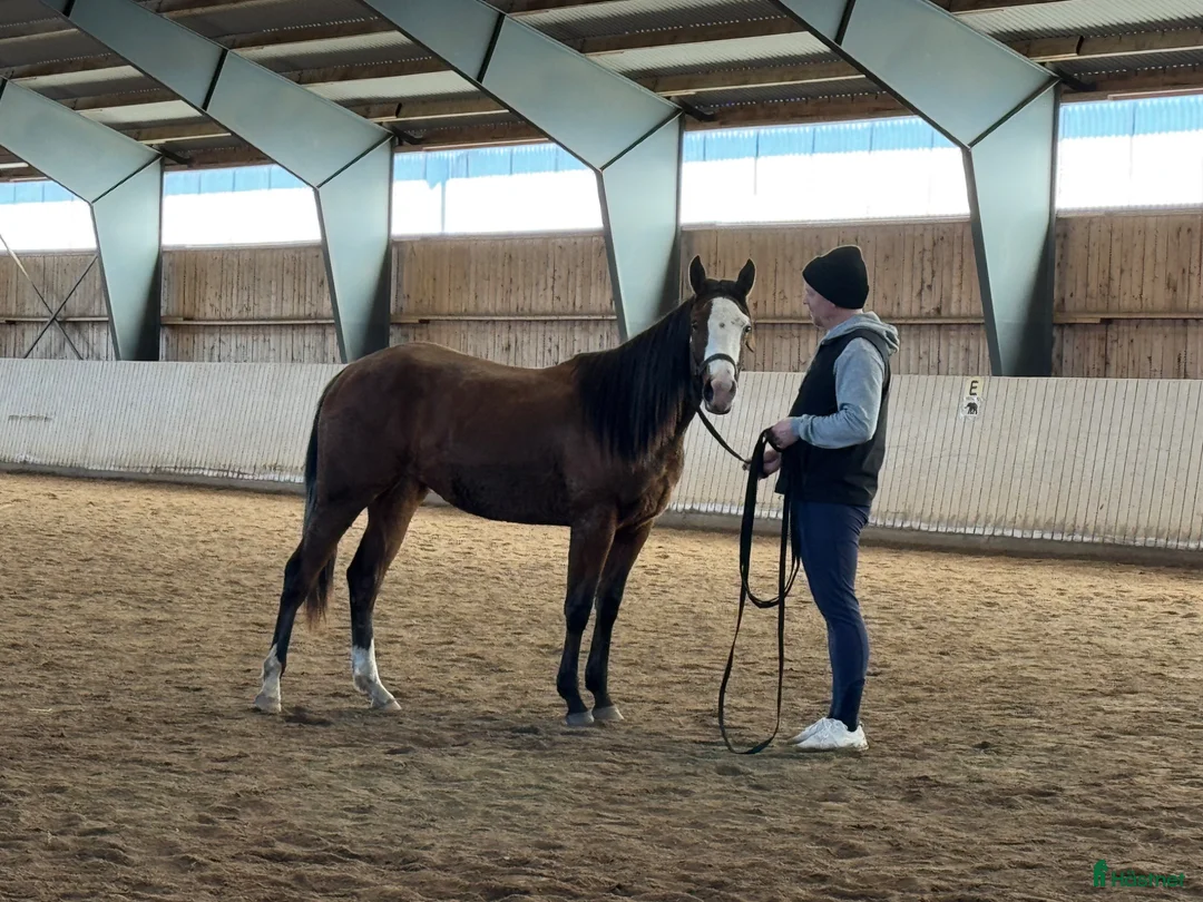 Western hästar till salu: Vackert tvåårigt sto - Annons 6