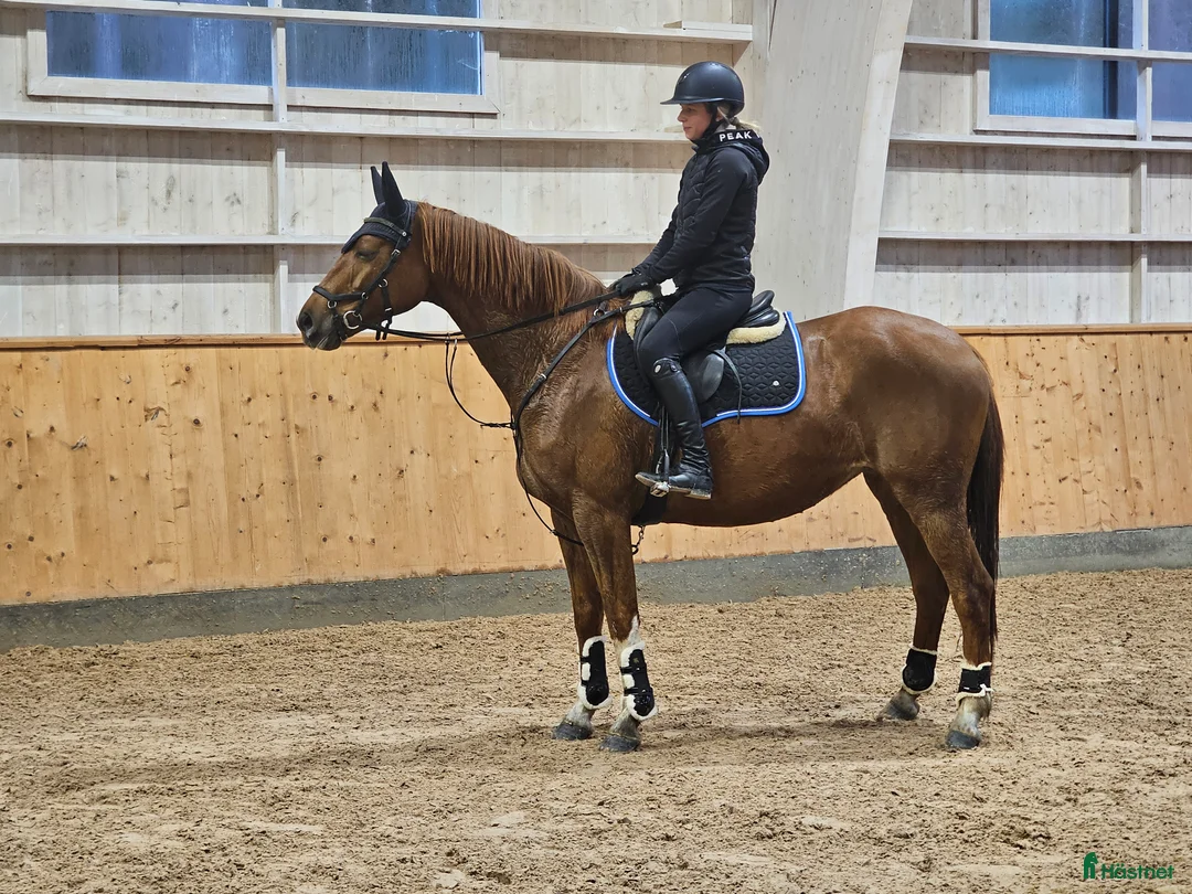 Allround hästar till salu: Vänligt & arbetsvilligt sto. - Annons 2