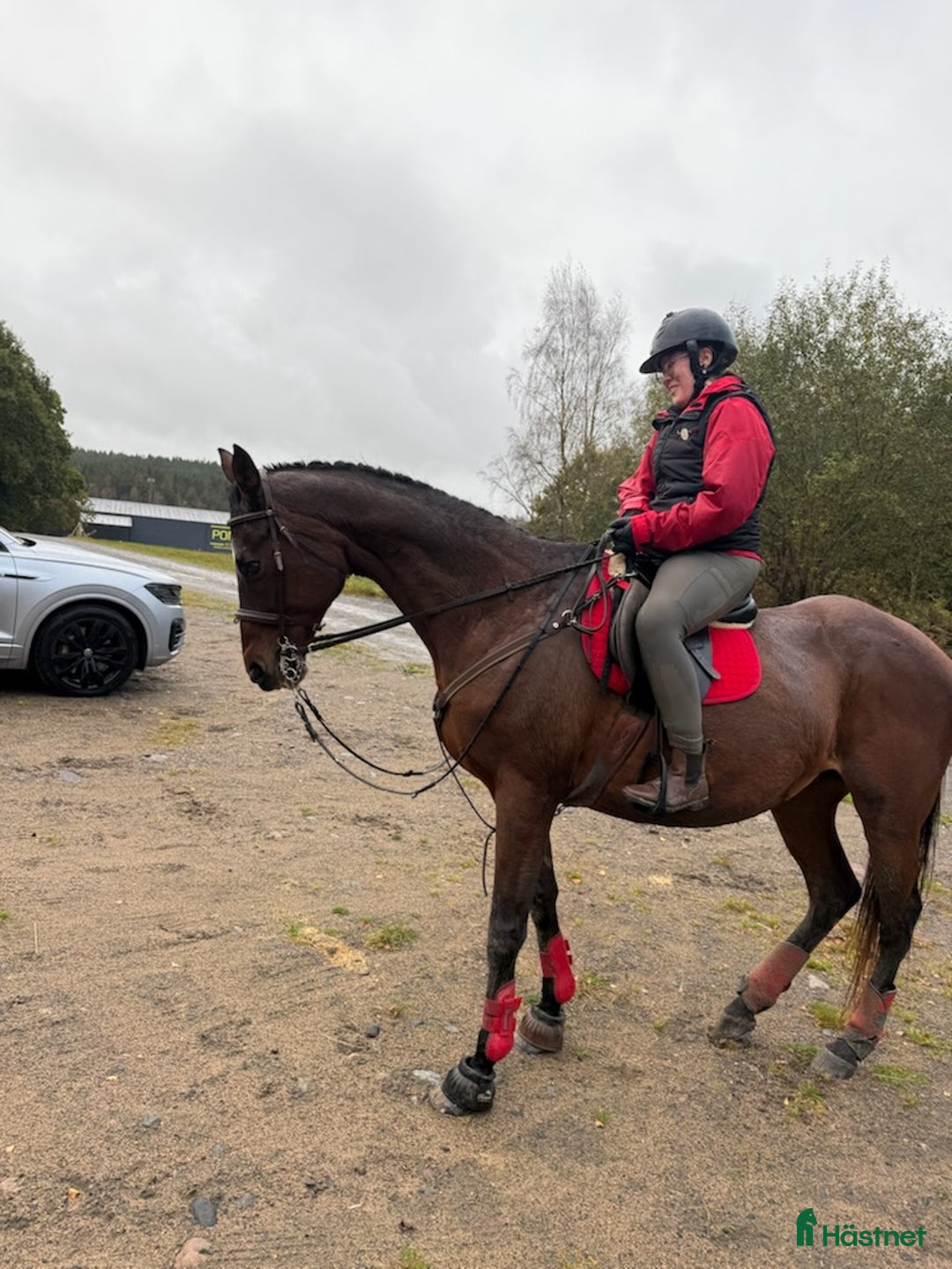 Allround hästar till salu: Fint sto med stor personlighet  i Väröbacka - Annons 2