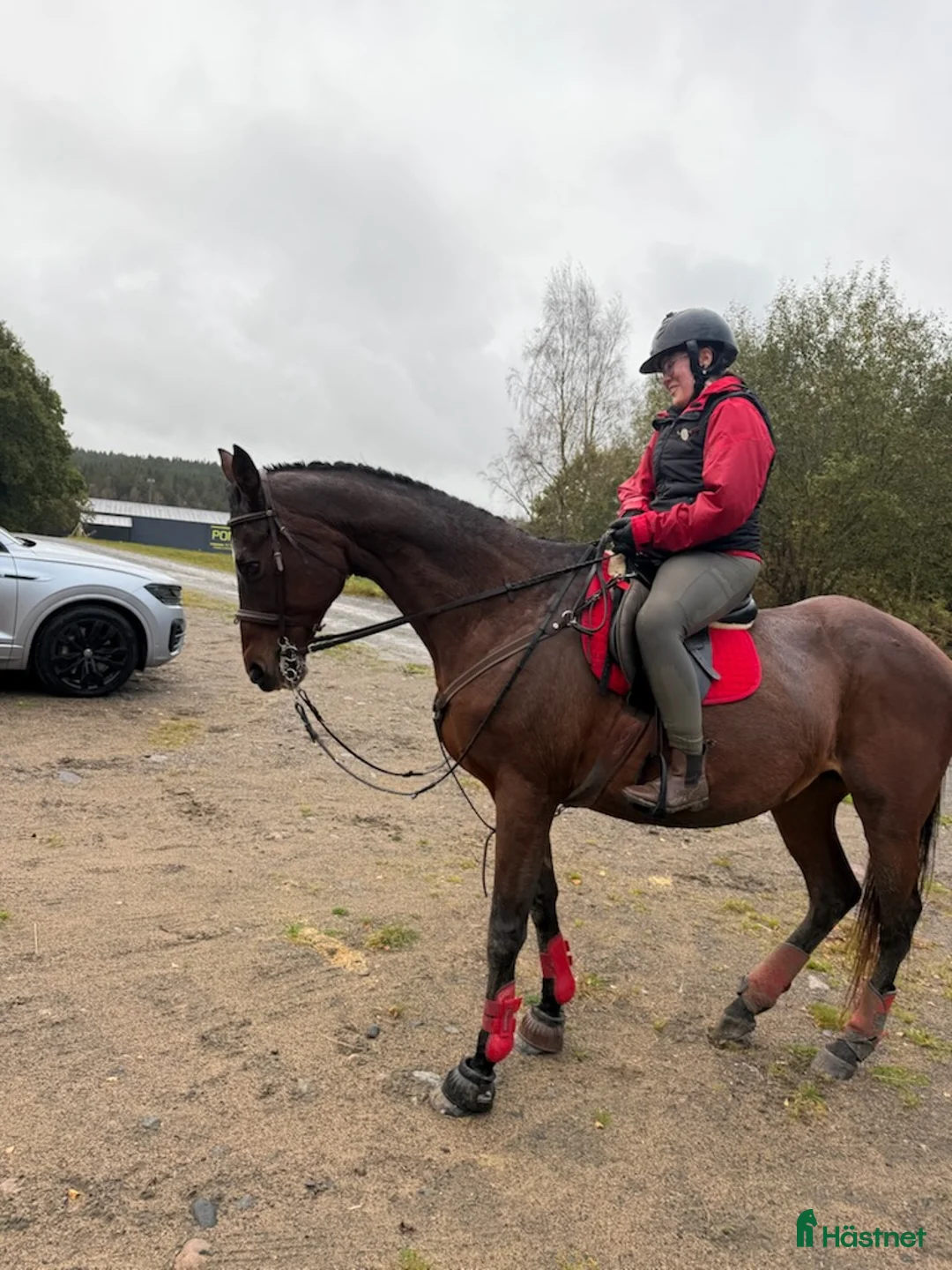Allround hästar till salu: Fint sto med stor personlighet  - Annons 2