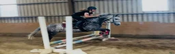 Hoppning hästar till salu: Pumpkin Jack 140cm gelding  - Annons 6