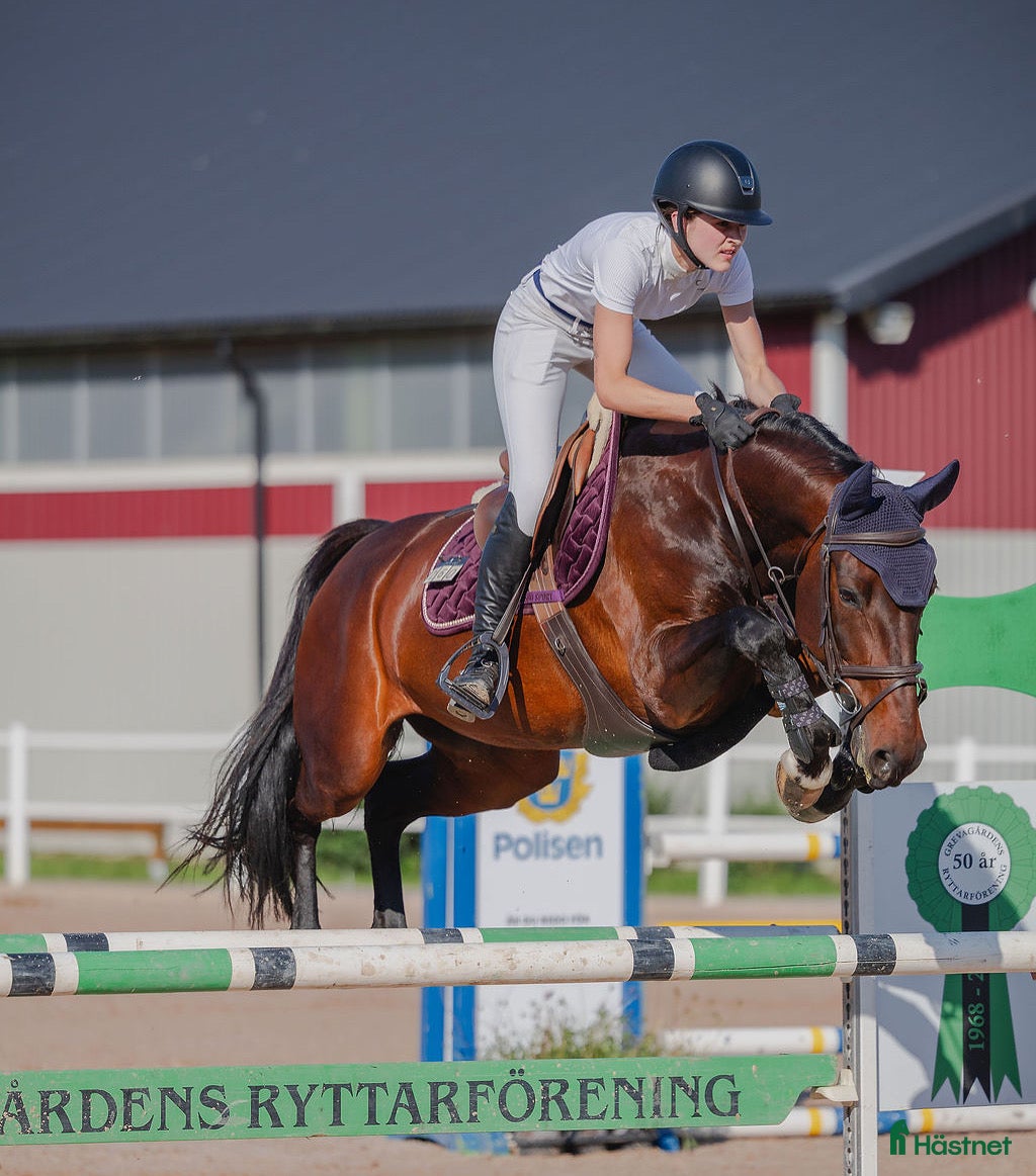  hästar Välhoppande sto  i Lerdala - Annons 1