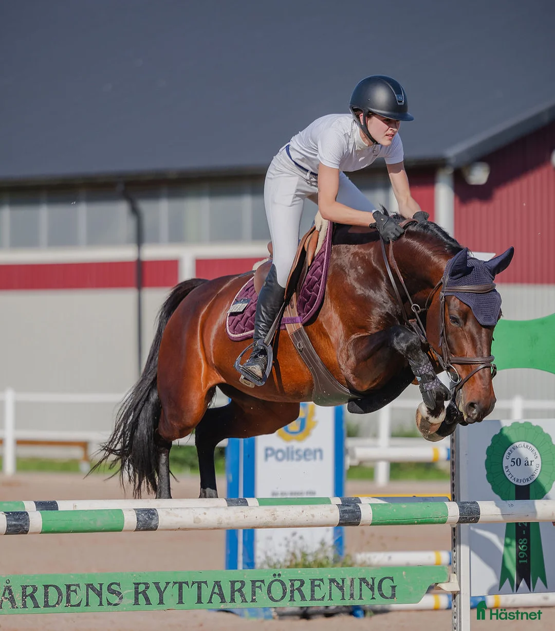 Avelshästar hästar till salu: Välhoppande sto  - Annons 1