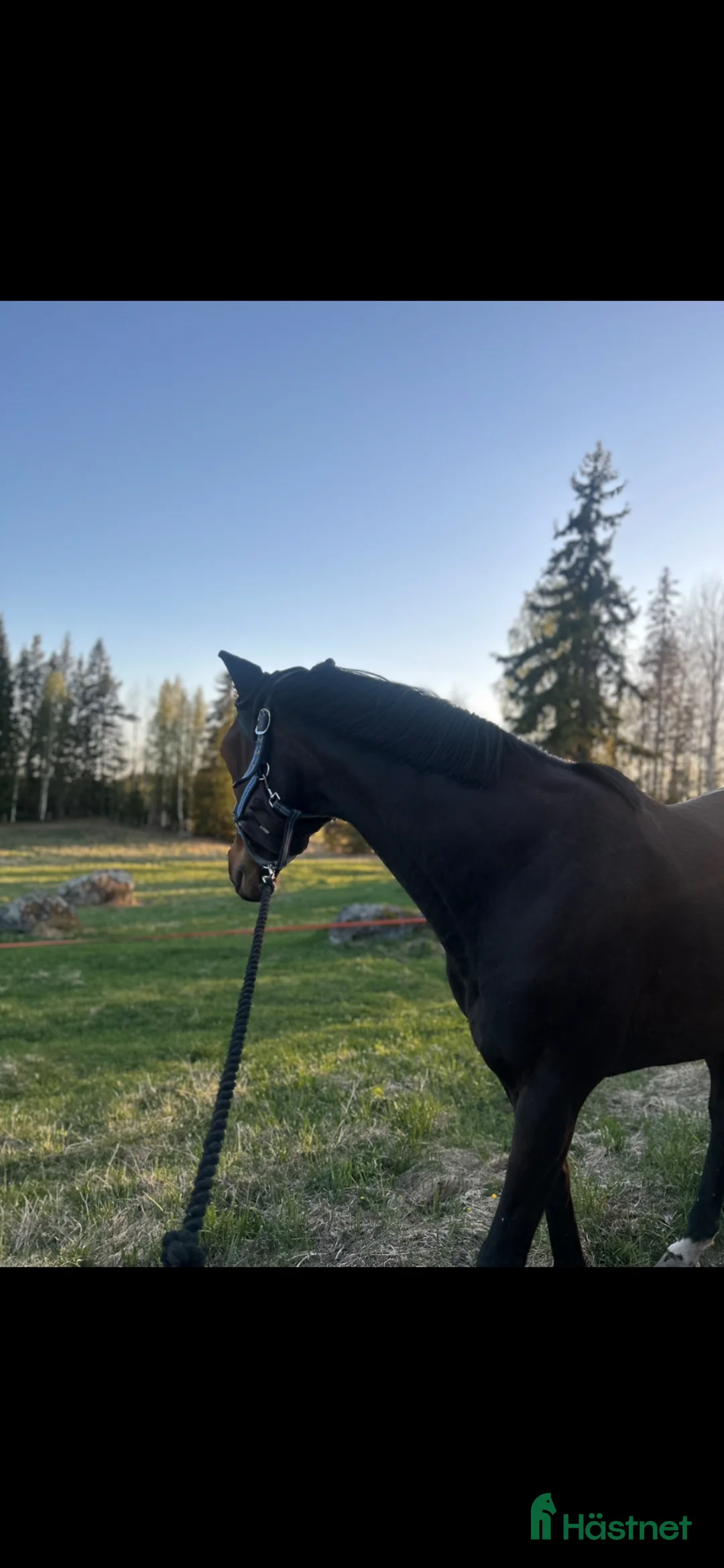 Allround hästar till salu: Fullblodssto söker sin nya bästa vän - Annons 4