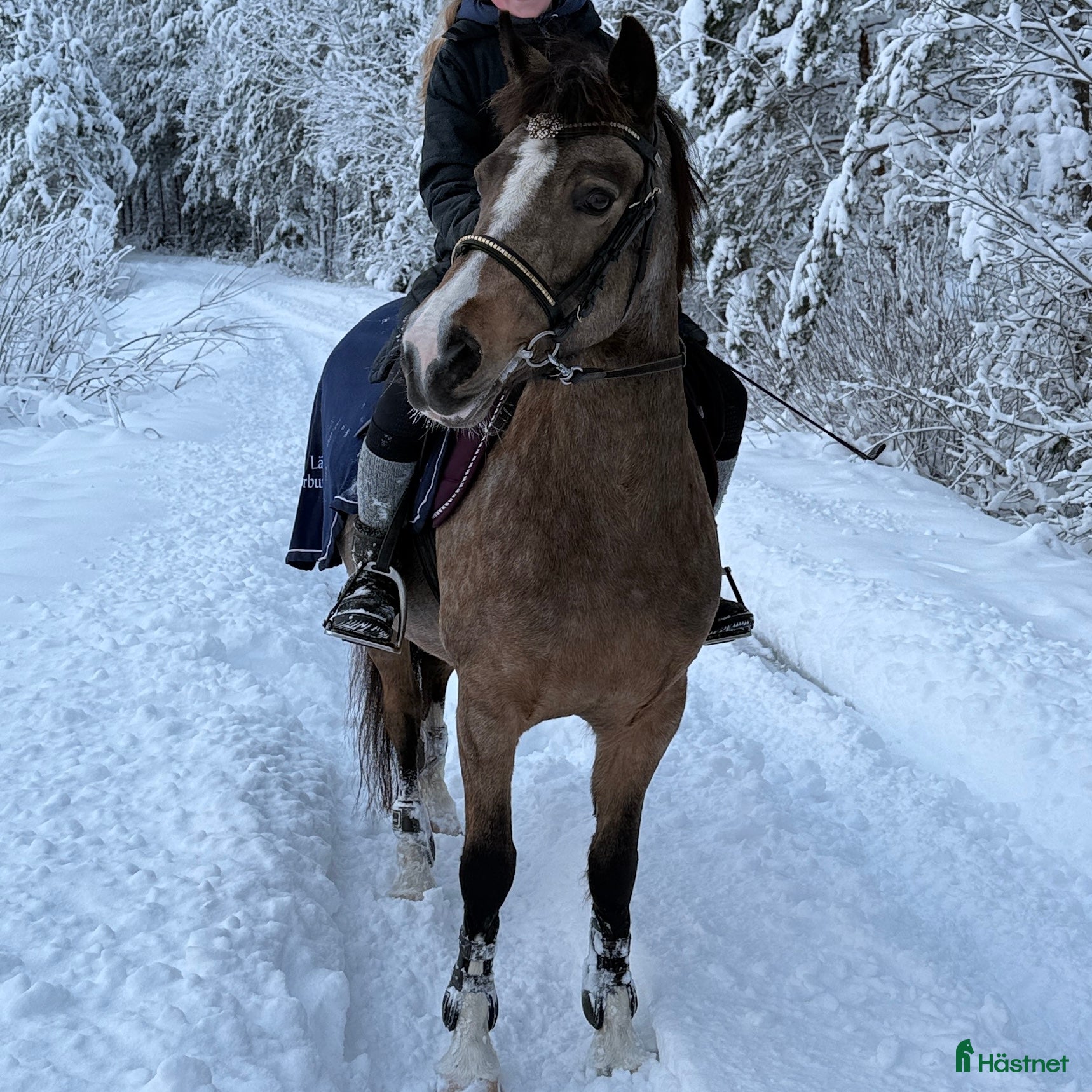  hästar Älskad supersnäll C-ponny söker långvarigt hem - Annons 10