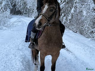 hästar Älskad supersnäll C-ponny söker långvarigt hem - Annons 15