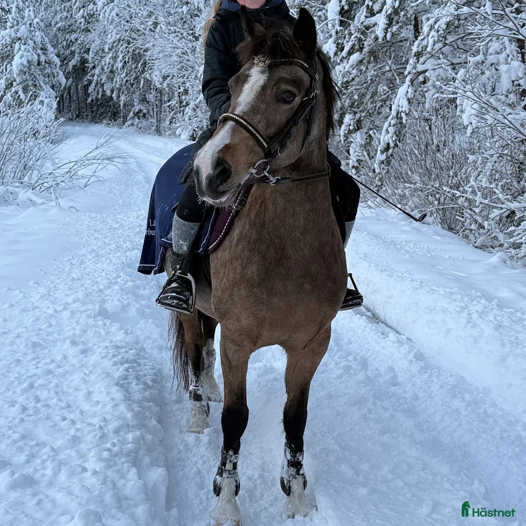 Dressyr hästar till salu: Älskad supersnäll C-ponny söker långvarigt hem - Annons 1