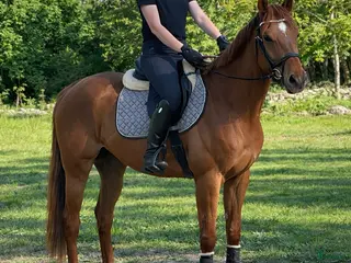 hästar Snäll valack! i Kristianstad - Annons 3