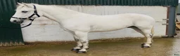 Allround hästar till salu: 5yo Connemara gelding - Annons 7