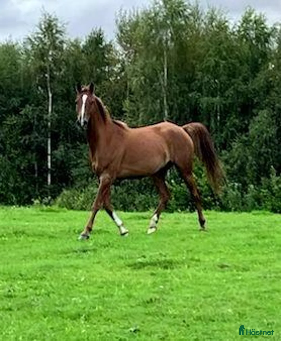 Allround hästar till salu: Söker du en arabisk mustang att göra en resa med - Annons 2