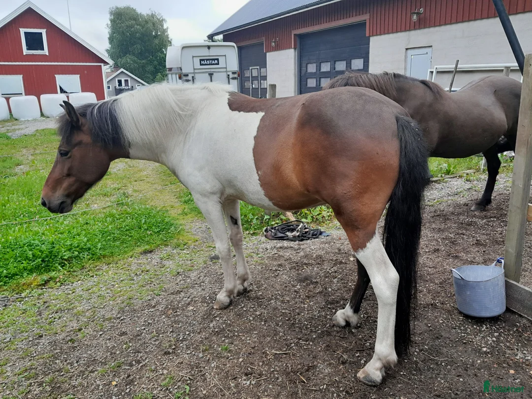 Island hästar till salu: Lovande Hringur-dotter med guldhjärta  i Hjärtum - Annons 5
