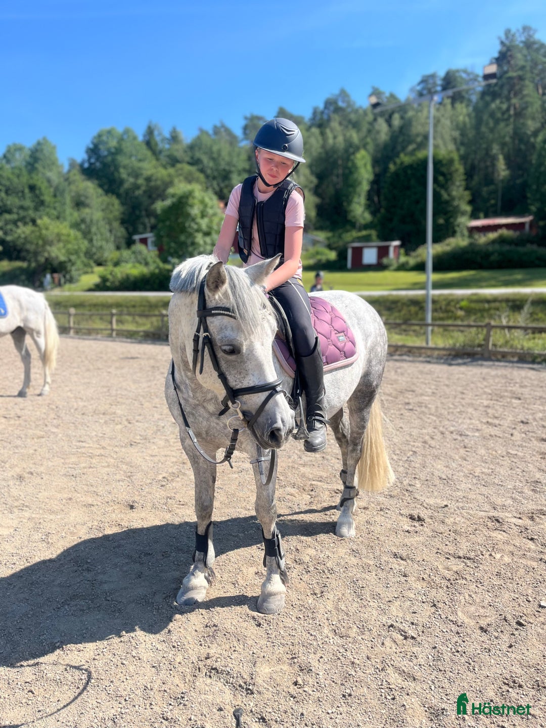 Hoppning hästar till salu: Fantastisk C-ponny säljes. i Grödinge - Annons 1