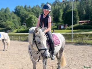 hästar Fantastisk C-ponny säljes. i Grödinge - Annons 6