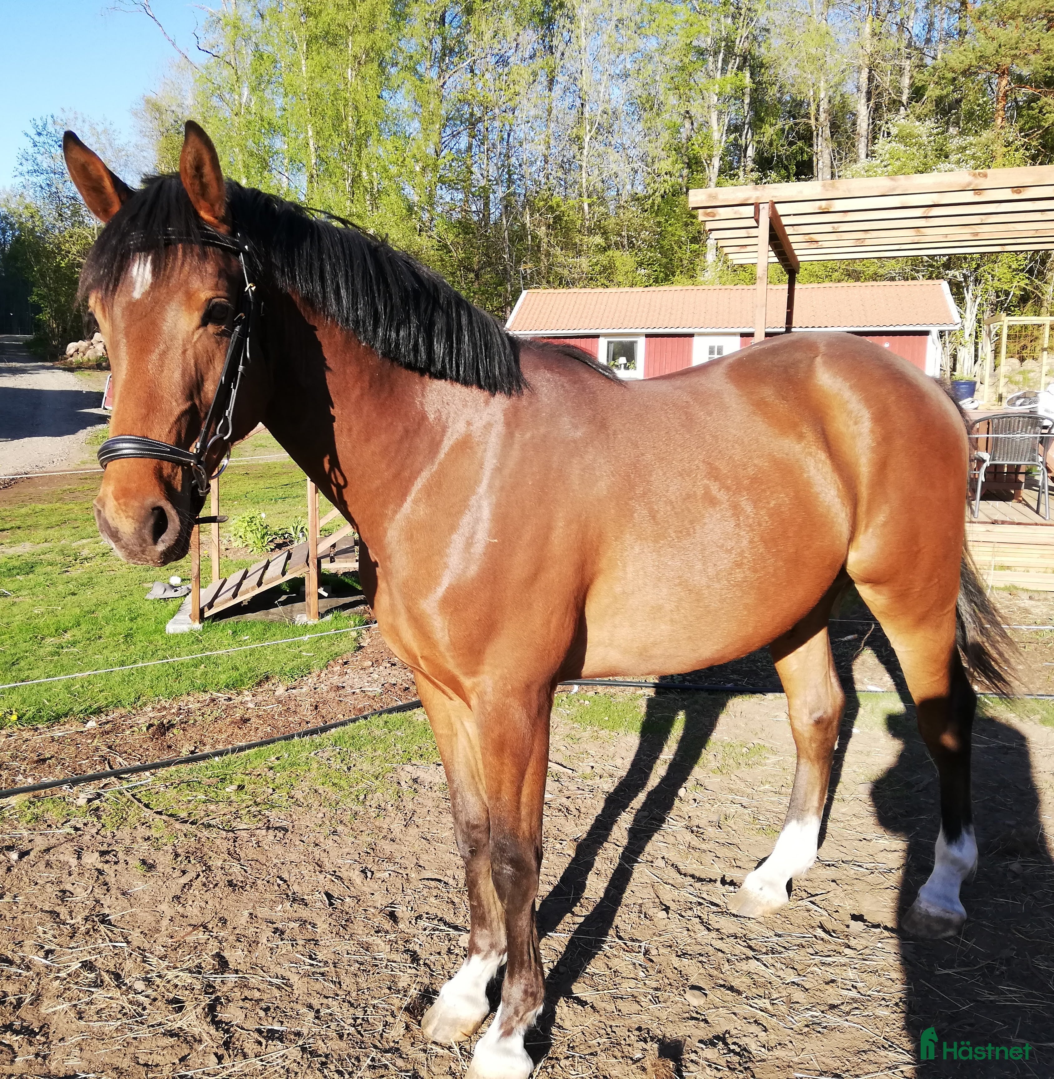  hästar Ragnar säljes/bytes i Blidsberg - Annons 1