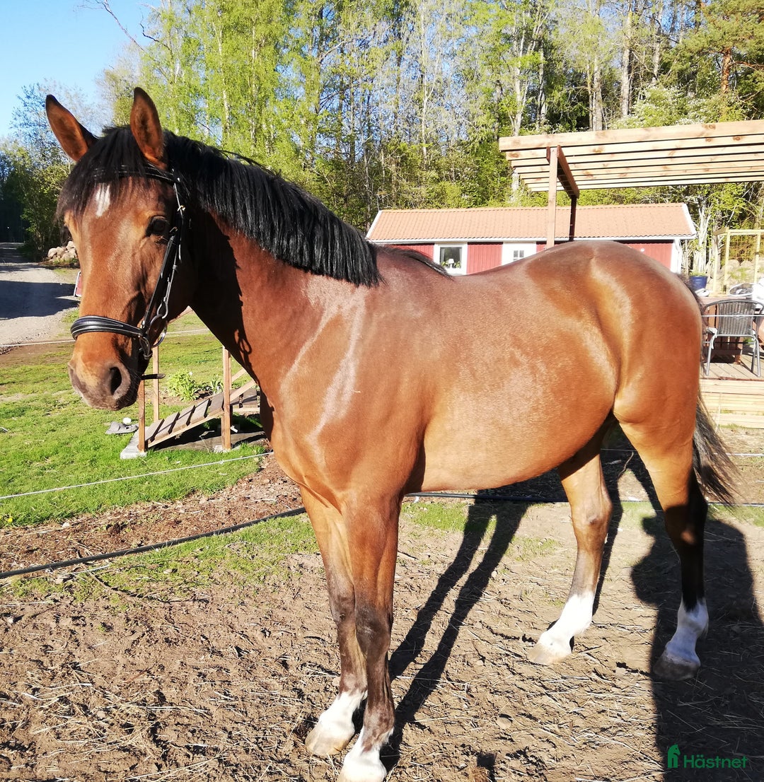 Allround hästar till salu: Ragnar säljes/bytes i Blidsberg - Annons 1