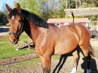 hästar Ragnar säljes/bytes i Blidsberg - Annons 1