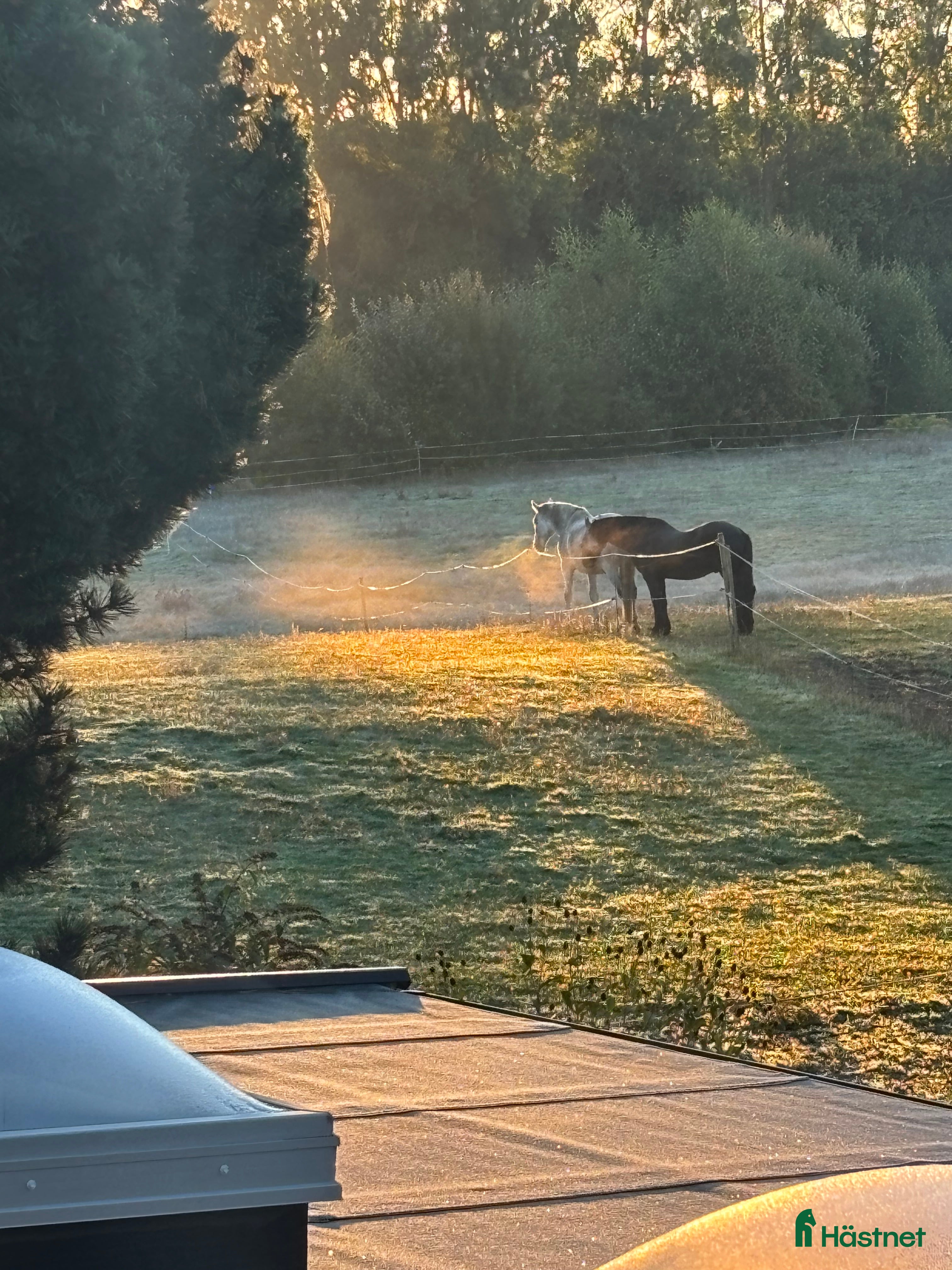  stallplats finnes: Lösdrift i Svedala - Annons 1