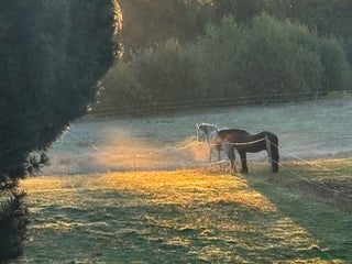 stallplats Lösdrift i Svedala - Annons 5