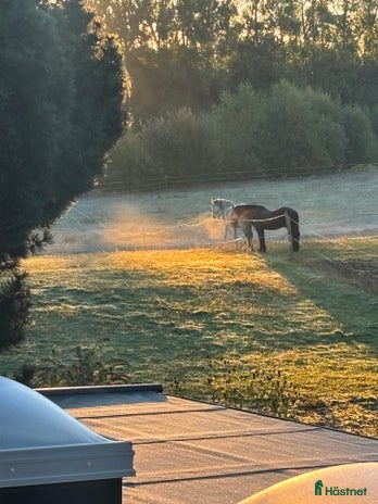 stallplats i Svedala - Annons 16