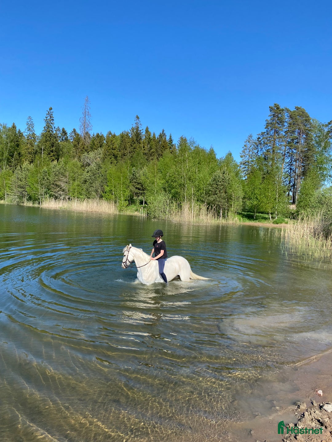 Allround hästar till salu: Supersnäll bästa vän och dressyrponny i Huddinge - Annons 2
