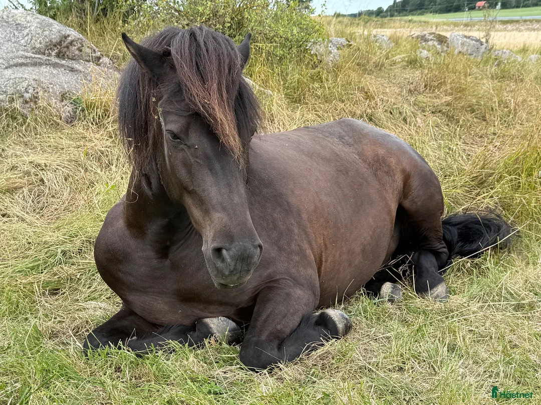 Island hästar till salu: Magni från Palmskog söker sin nya människa - Annons 2