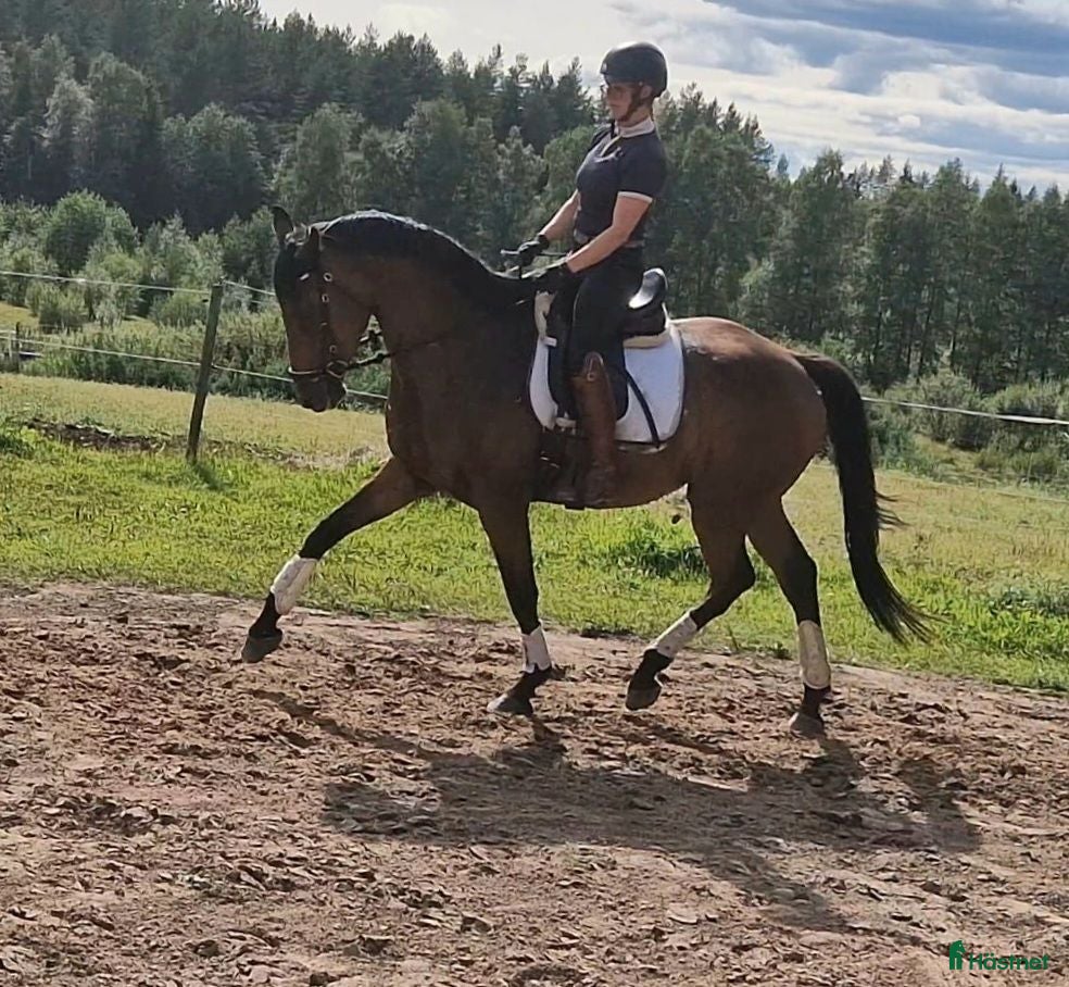 hästar Talangfull Dressyr valack - Annons 2