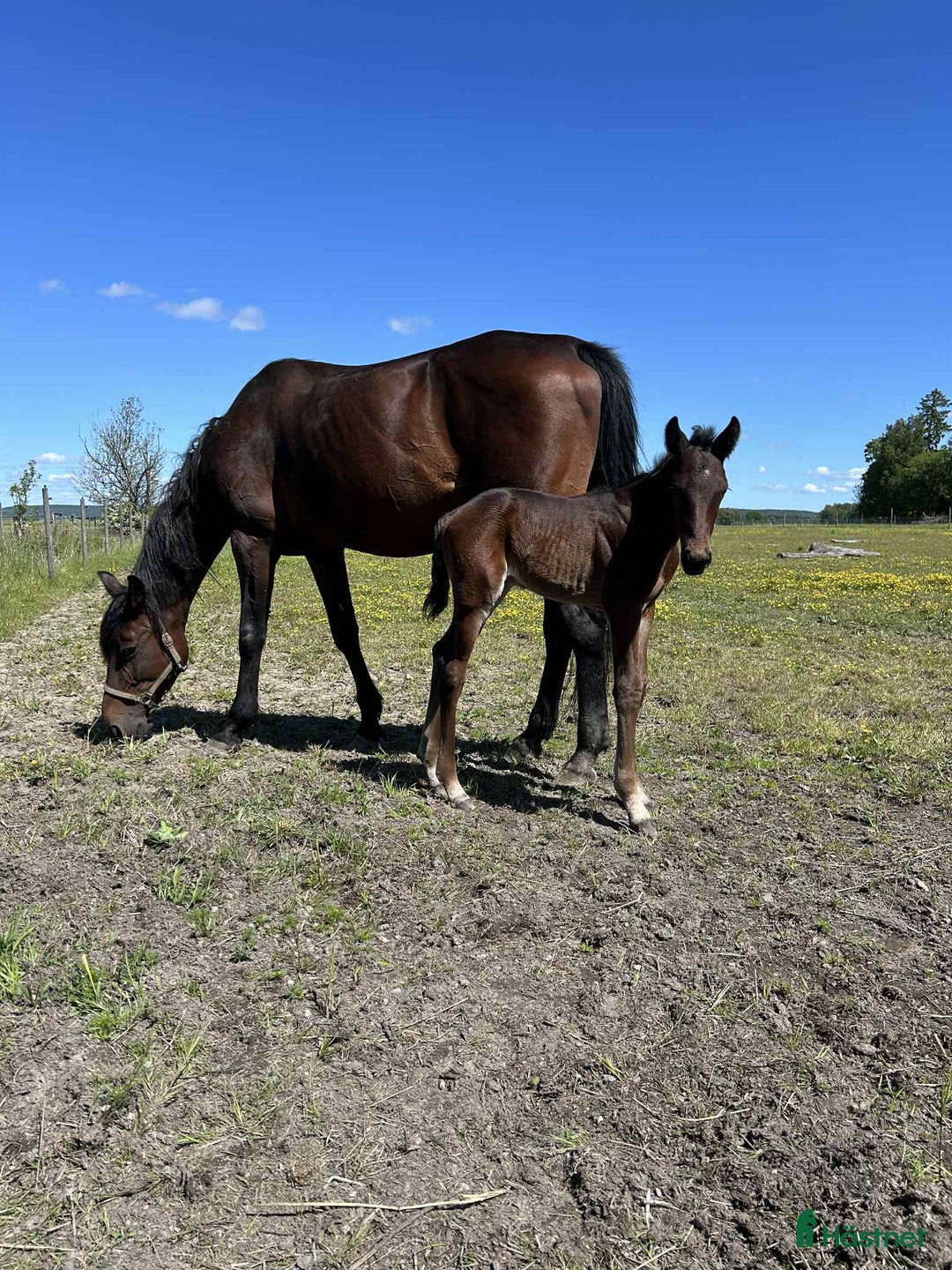 Trav hästar till salu: Sto bortskänkes  i Trollhättan - Annons 1