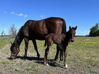 hästar Sto bortskänkes i Trollhättan - Annons 16
