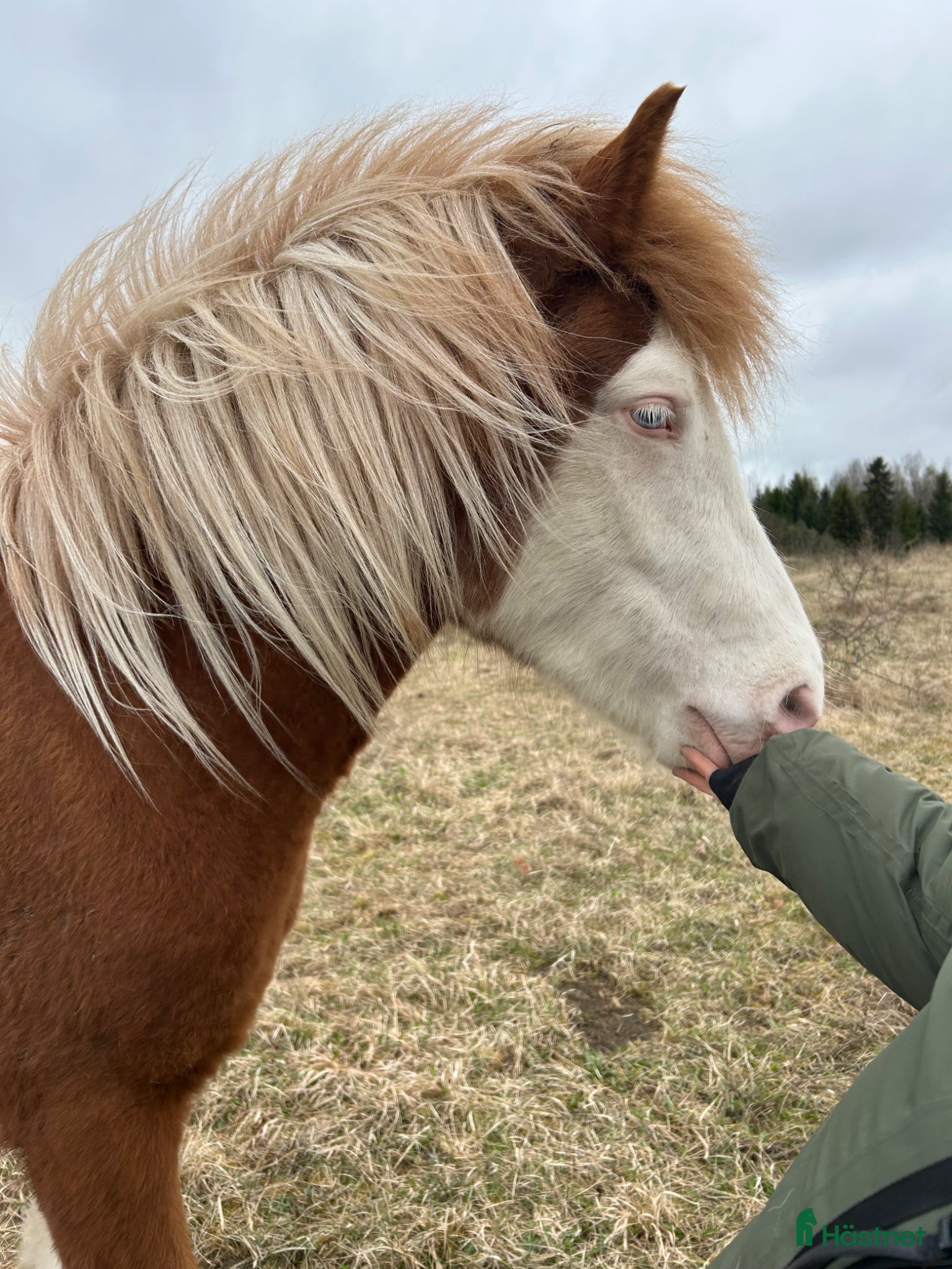  hästar Vackert bukskäck sto 3år - Annons 2