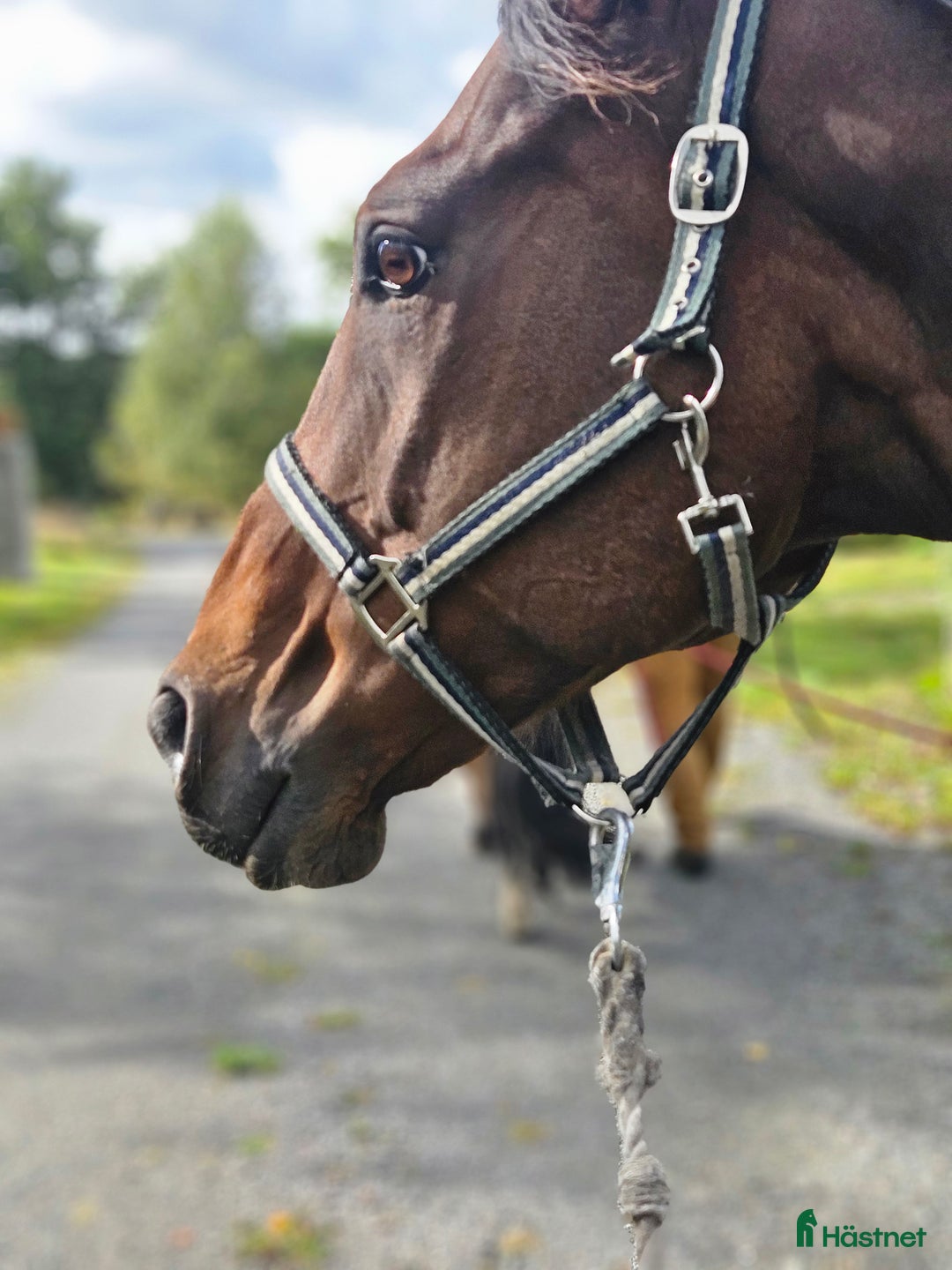 Allround hästar till salu: Zalazar – vackert fullblod med stor potential i Veddige - Annons 3