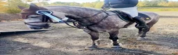 Allround hästar till salu: Talangfull 5-årig connemara - Annons 2