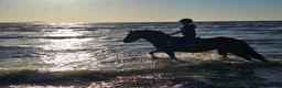 Allround hästar till salu: Fint Conemara sto - Annons 2