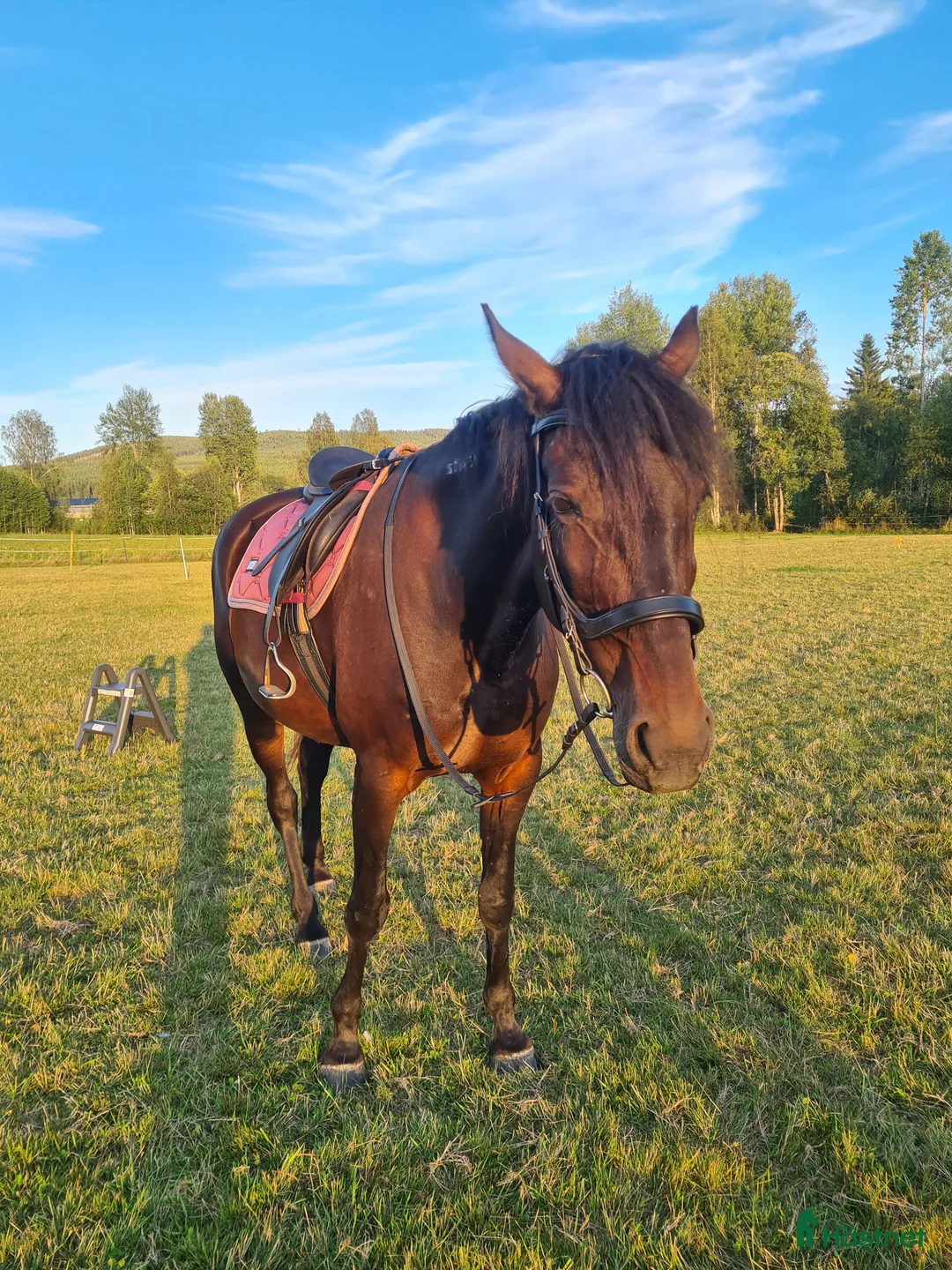 Allround hästar till salu: Vacker ridtravare i Järvsö - Annons 2