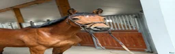 Allround hästar till salu: Calm and lovely mare for any kind of rider! - Annons 3