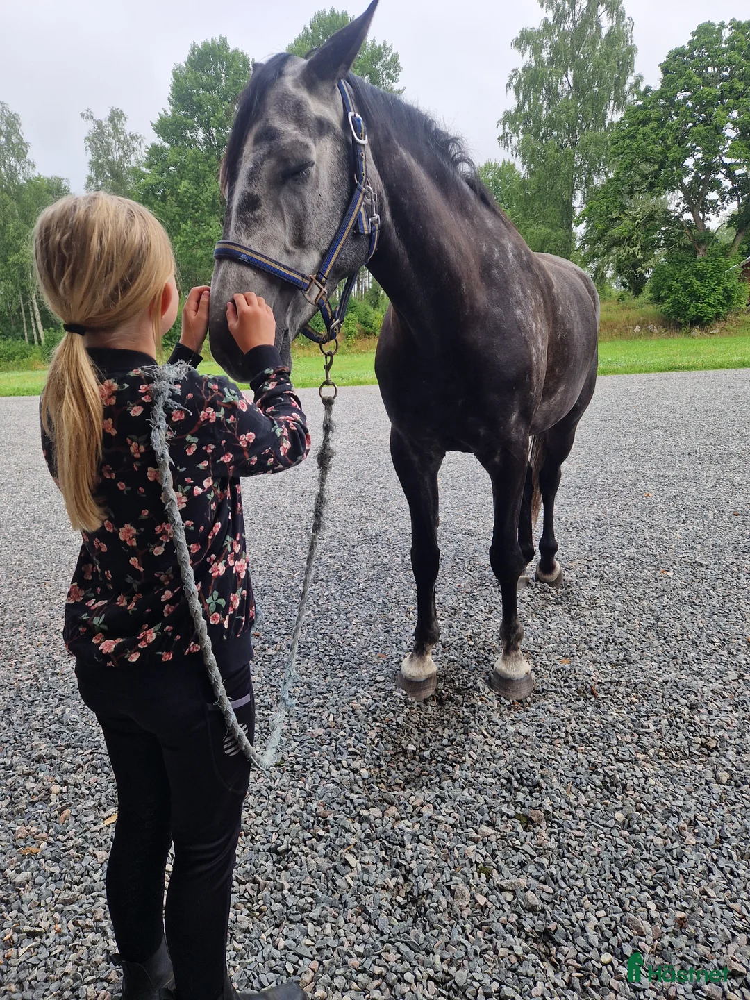 Allround hästar till salu: Arab/halvblod säljes - Annons 7