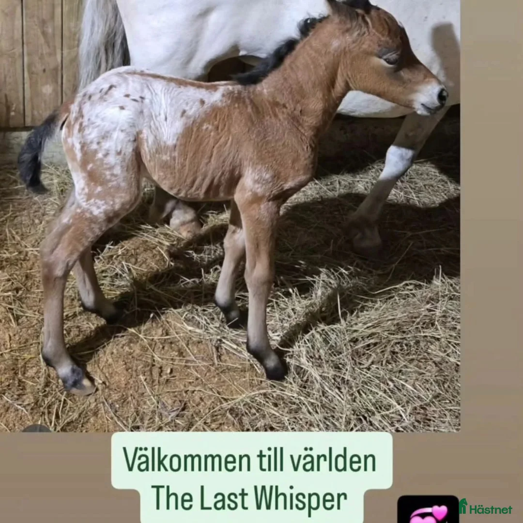 Allround hästar till salu: Intressekoll i Kvänum - Annons 1