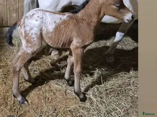 hästar Intressekoll i Kvänum - Annons 7