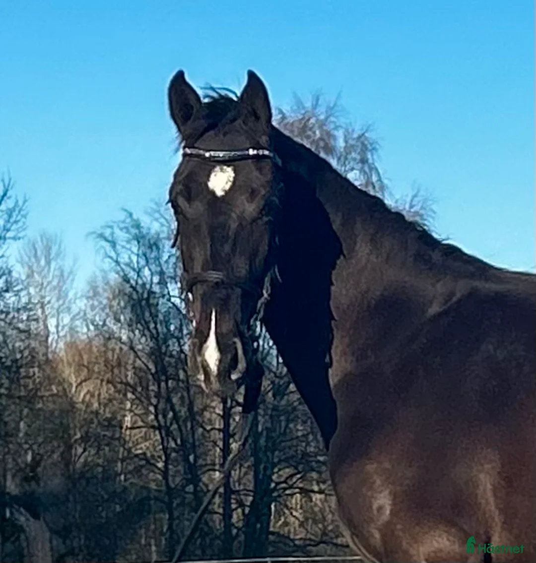 Dressyr hästar till salu: 2-årig valack med potential - Annons 2