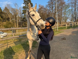 foderhäst sökes: Söker foderhäst i Jönköping - Annons 1