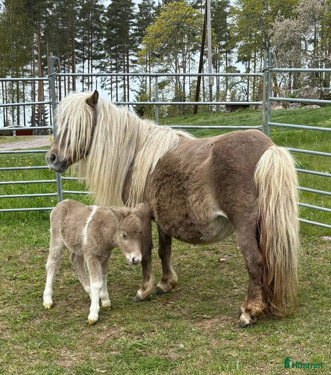 Allround hästar till salu: Shetland Russ Fjord  i Ulrika - Bild 29