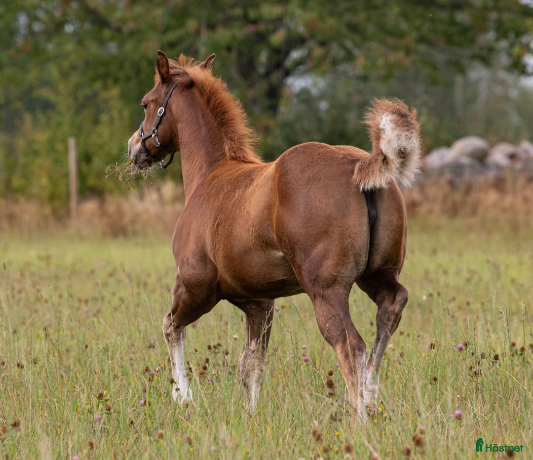 Western hästar till salu: Blivande reiningstjärna - byte möjligt!  i Hjo - Annons 7