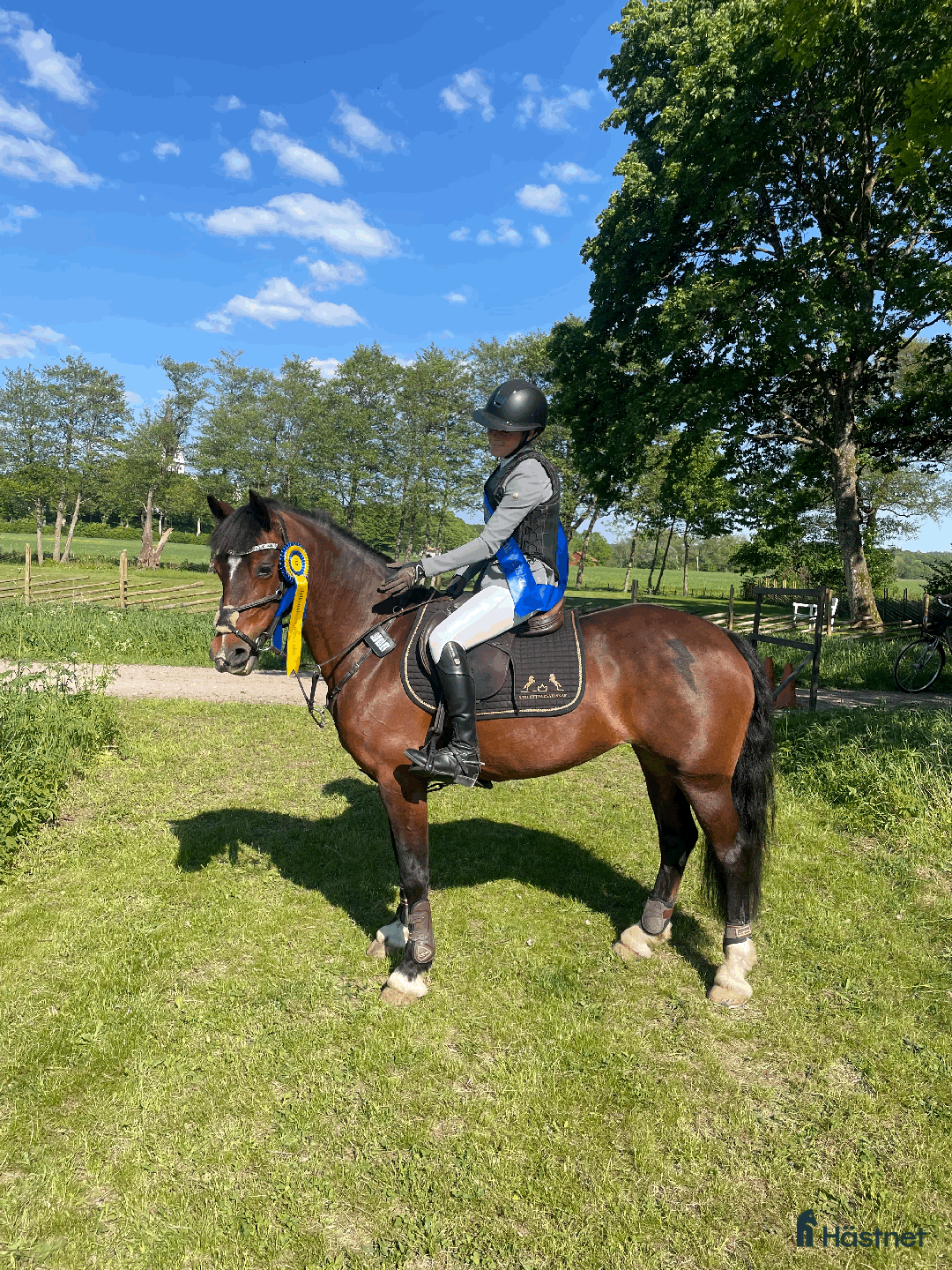 Hoppning hästar till salu: Mångsidig ponny med utstrålning!🌟 i Jörlanda - Annons 2