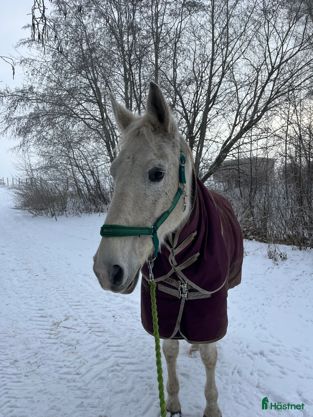 Allround hästar till salu: Världens snällaste och mest personliga häst  i Malmö - Annons 5
