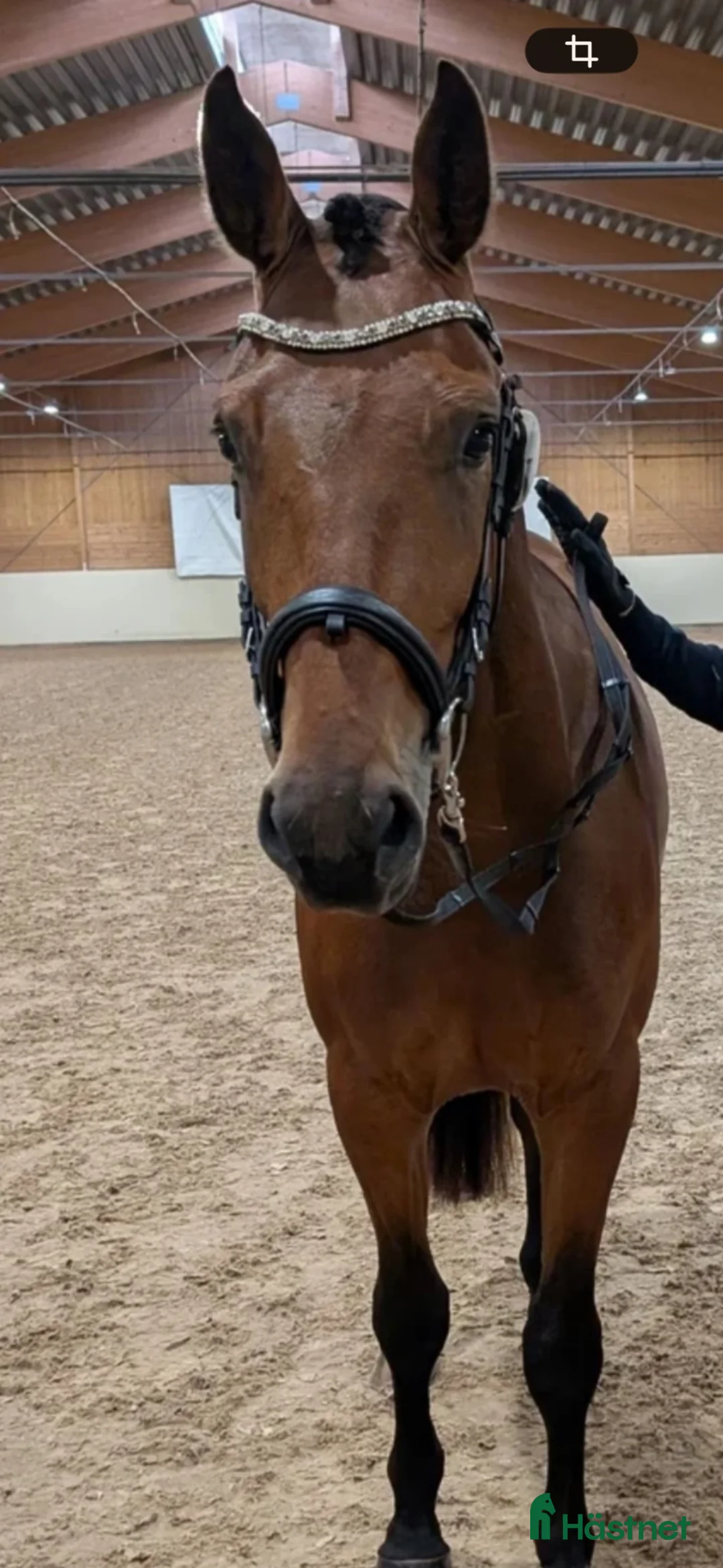 Allround hästar till salu: Inriden 3-årig väluppfostrad lugn vallack - Annons 3