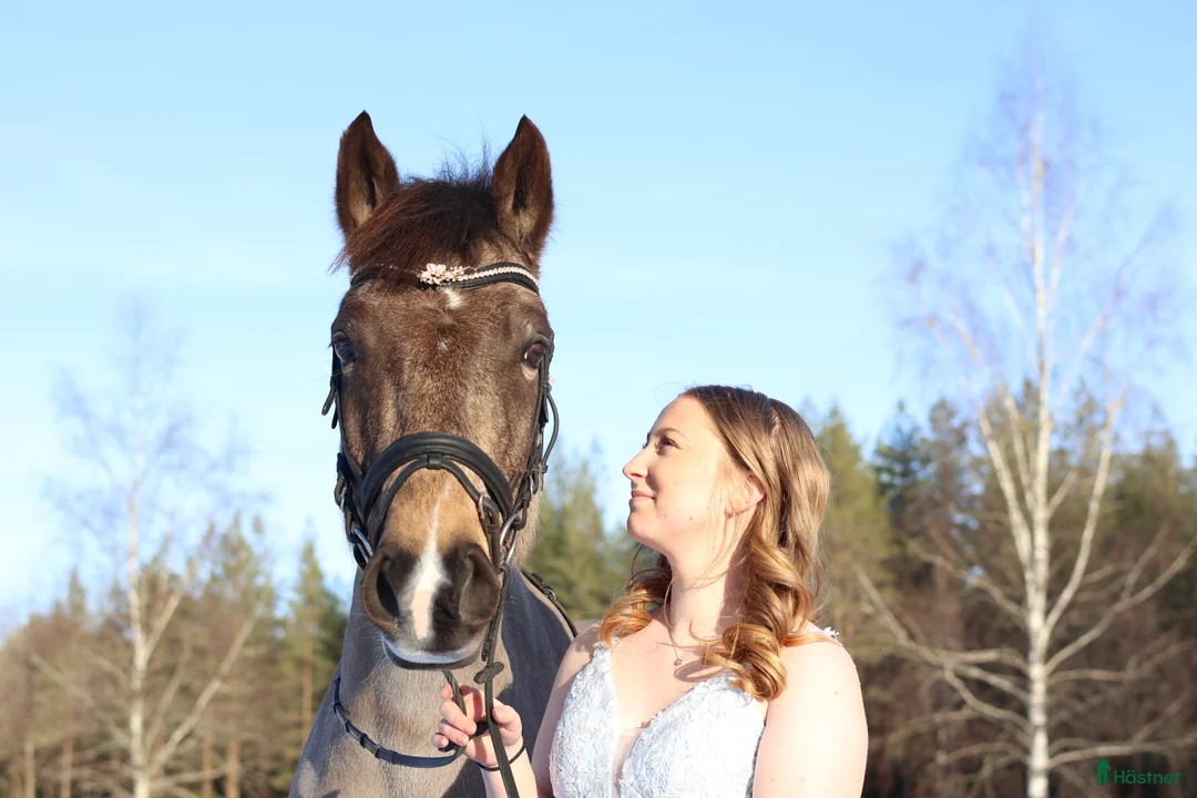 Dressyr hästar till salu: Guldponny för framtiden - Annons 1