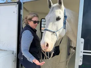 hästar Cool och snäll kille - Annons 1