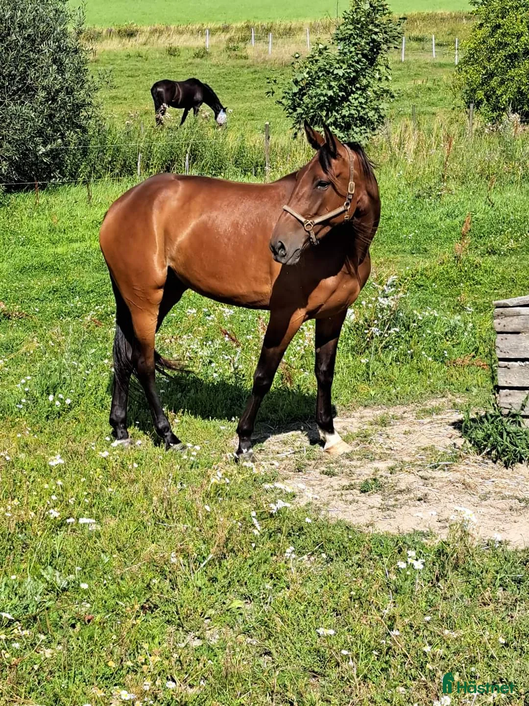 Trav hästar till salu: Till Avel E: Nunico - Annons 2