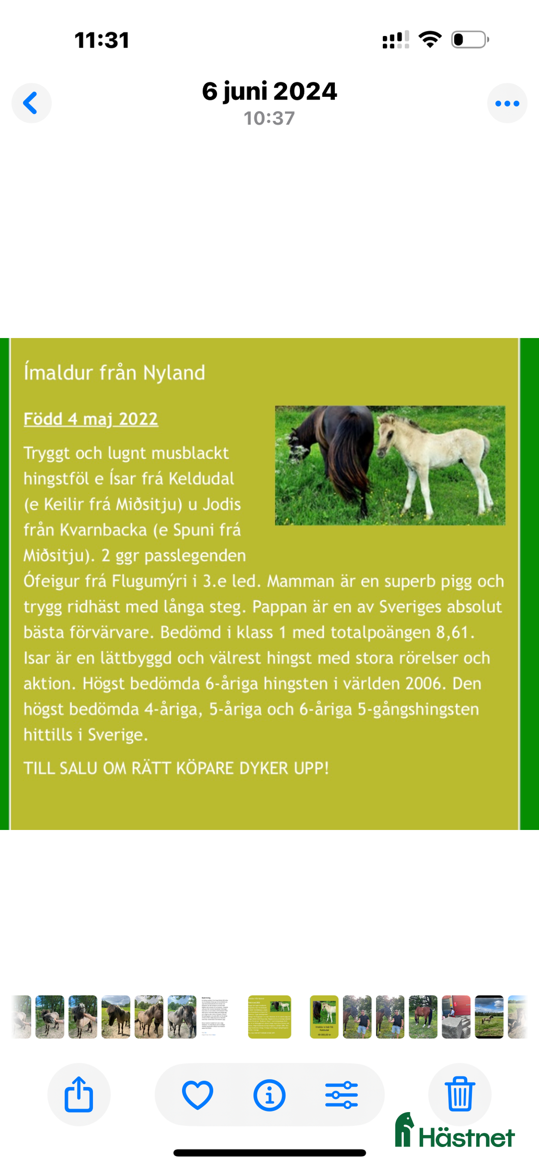 Island hästar till salu: Tre islandshästar (valack efter Ísar fra Keldudal) i Ärla - Annons 3