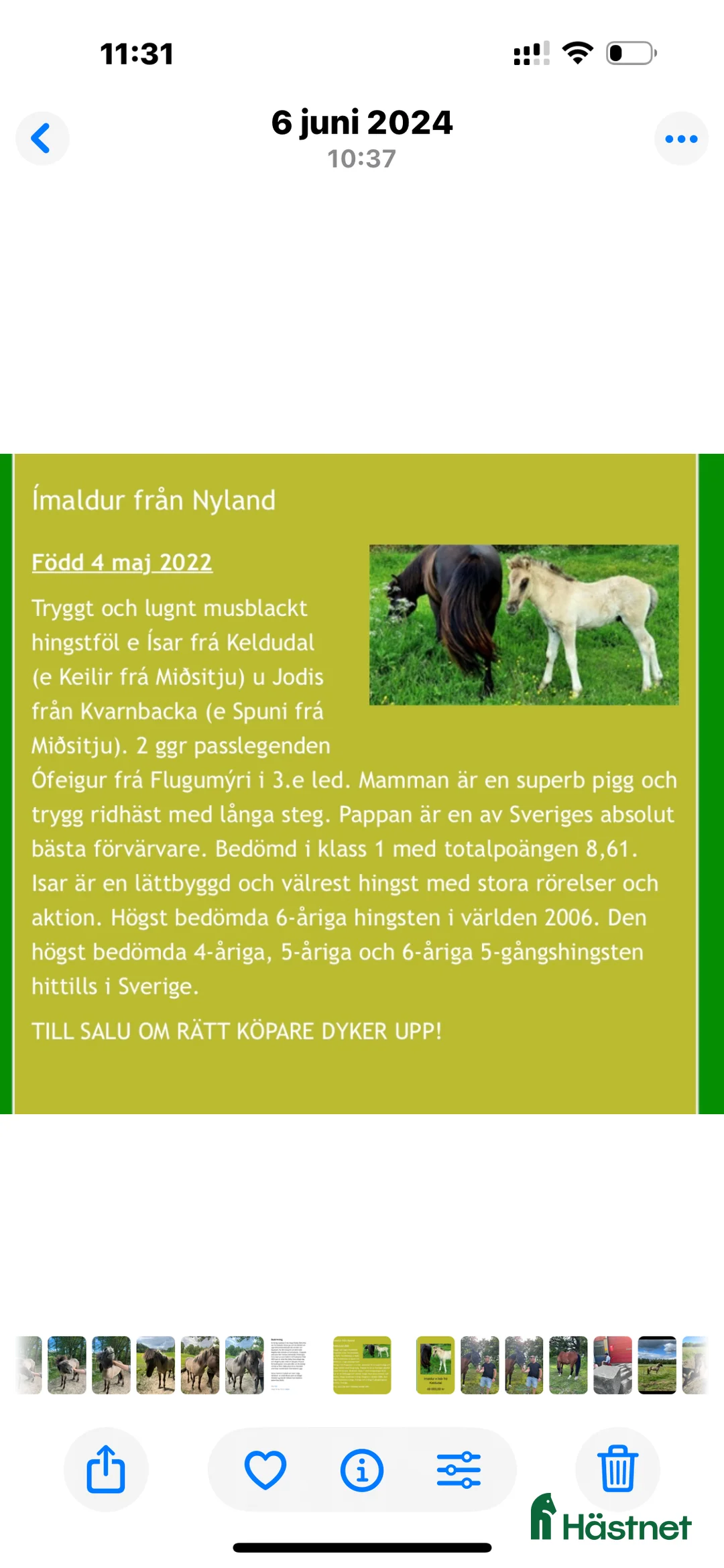 Island hästar till salu: Valack efter Ísar  fra Keldudal) - Annons 4