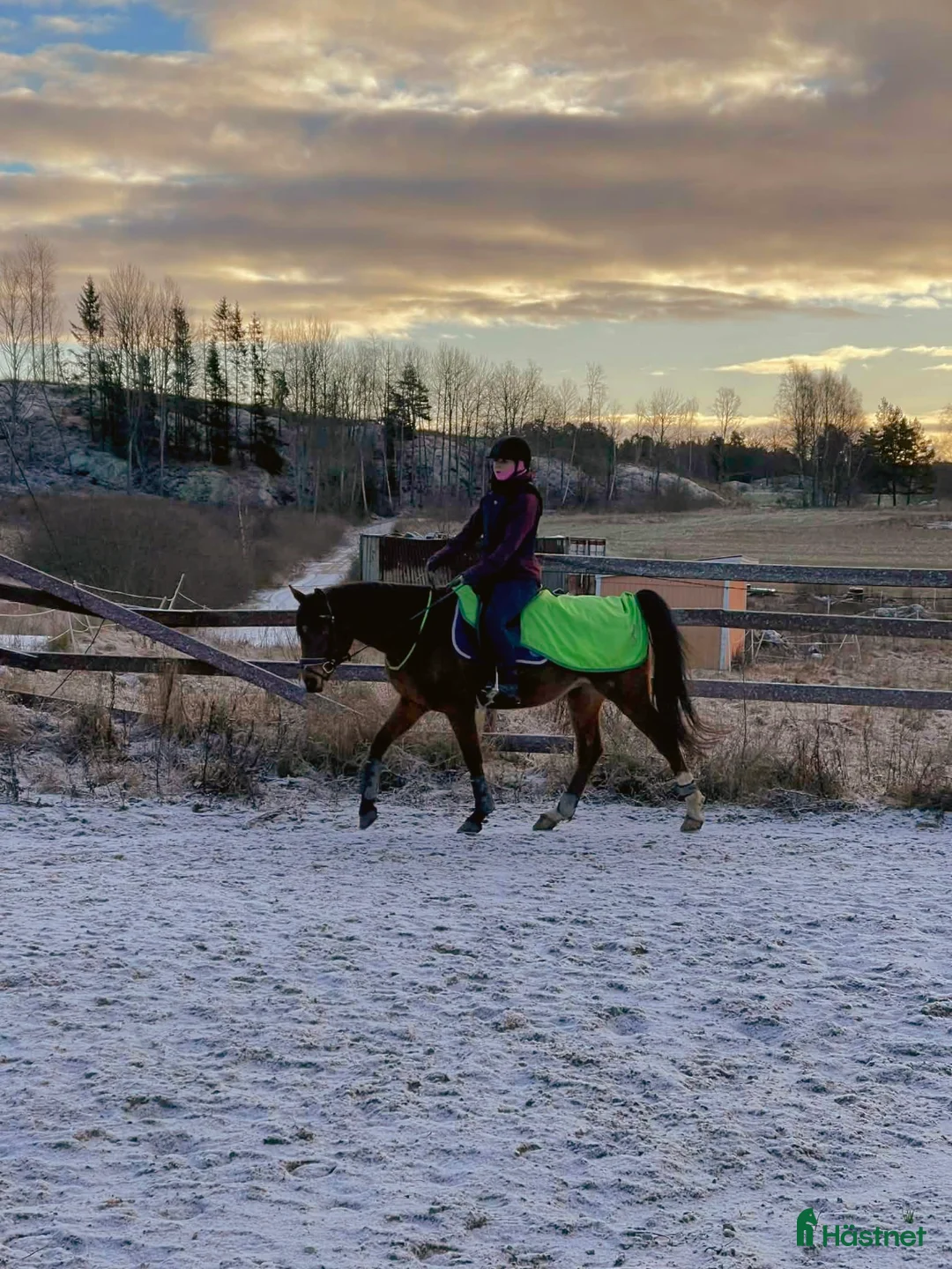  medryttarhäst sökes: Letar du medryttare eller betalande elev? - Annons 2